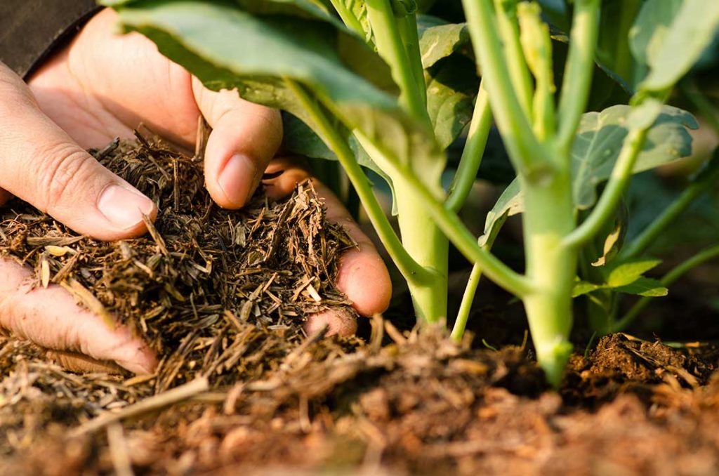 concimi-per-orto-e-giardino-consulenze-personalizzate-mogliano
