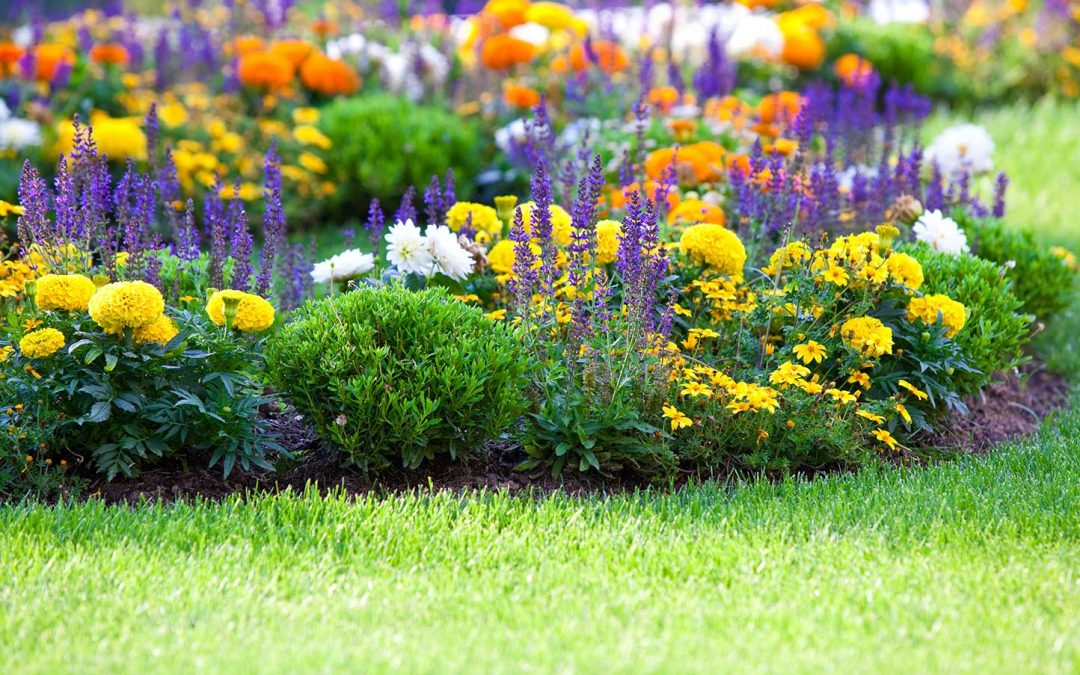 fiori e piante ornamentali