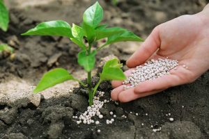 concime piante ornamentali e orticole