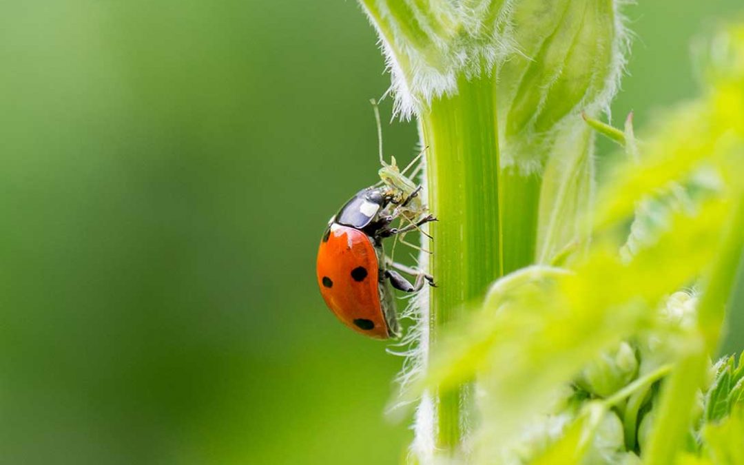 Linea bio per la difesa delle piante