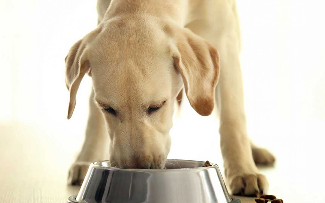 mangime cane secco e umido