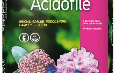 Terriccio per piante acidofile