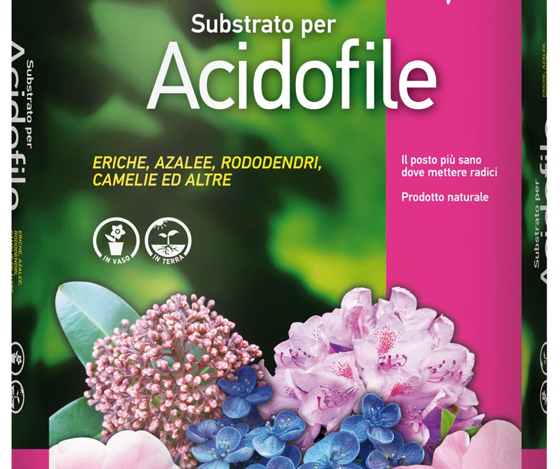 Terriccio per piante acidofile