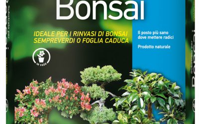 Terriccio per bonsai