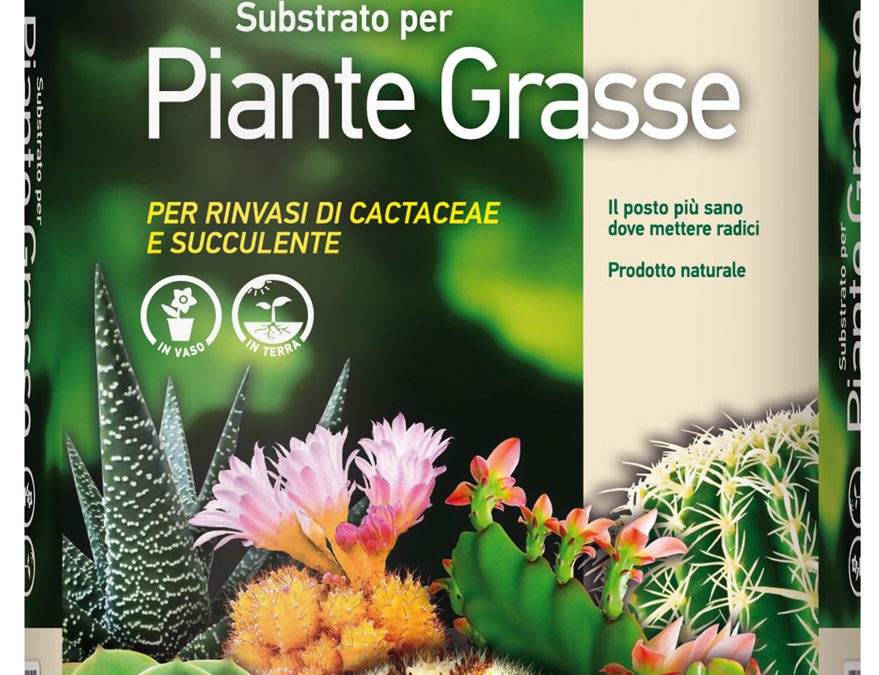 Terriccio per piante grasse