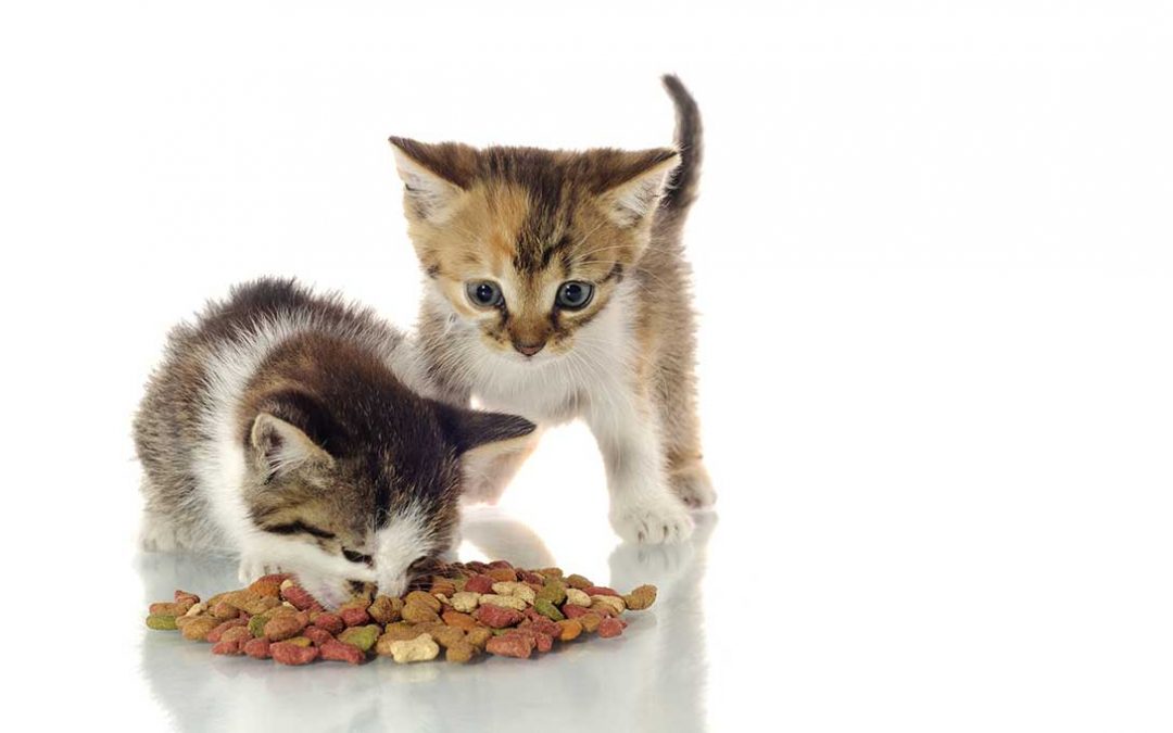 Mangime gatto secco e umido