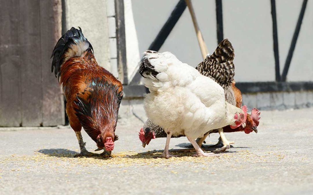 mangimi e cereali