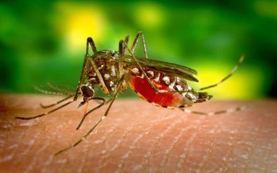 Insetticidi e larvicidi contro zanzare